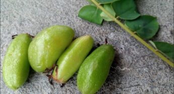 Belimbing Wuluh Berkhasiat sebagai Obat Herbal untuk Hipertensi