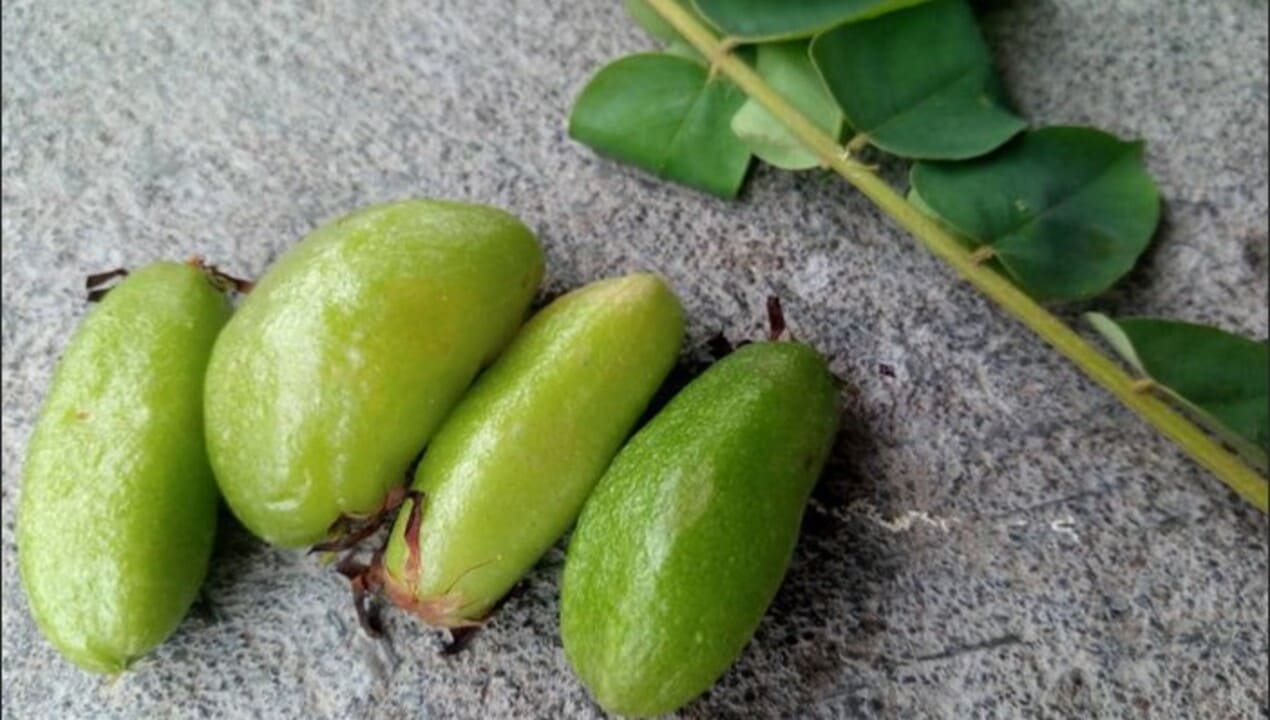 Belimbing Wuluh Berkhasiat sebagai Obat Herbal untuk Hipertensi