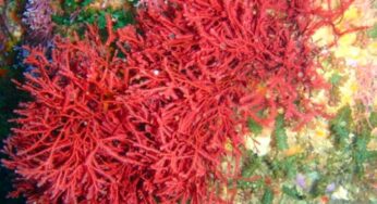 Manfaat Alga Merah untuk Kesehatan dan Kecantikan