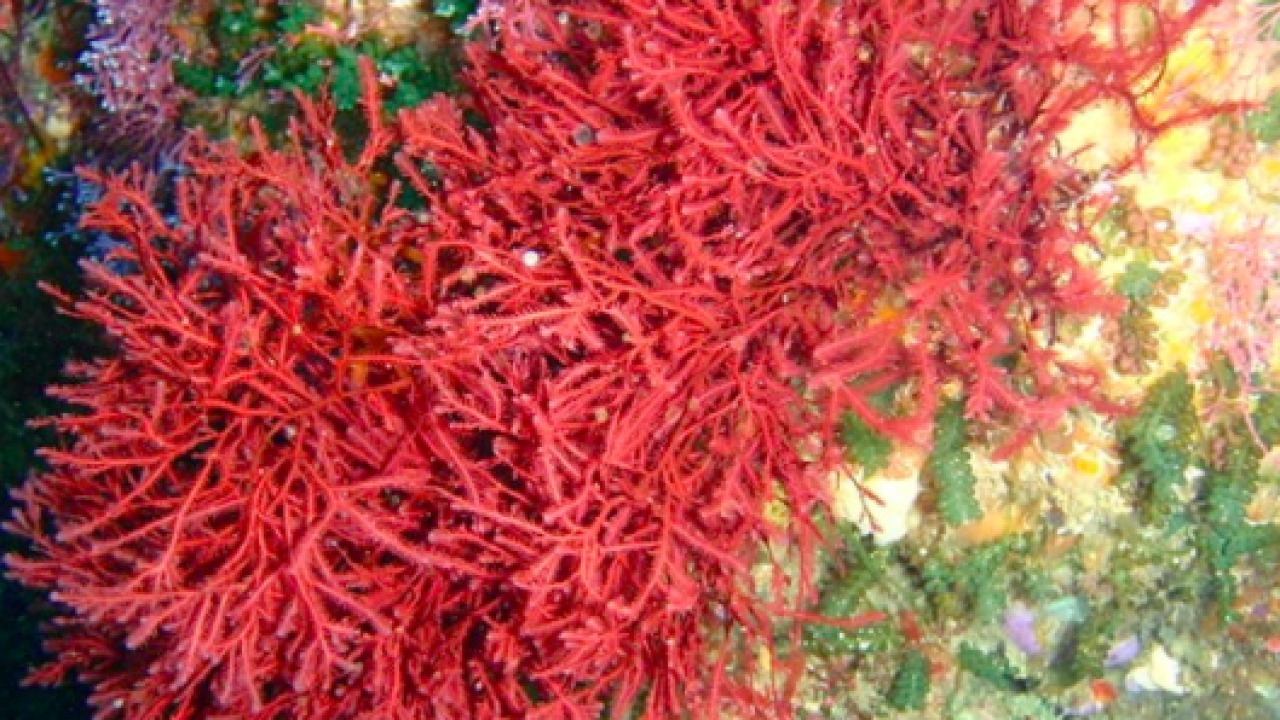 Manfaat Alga Merah untuk Kesehatan dan Kecantikan