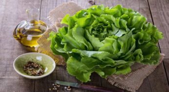 Manfaat Daun Selada untuk Kesehatan Tubuh dan Kecantikan Kulit