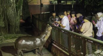 Pesona Malam Ragunan Zoo, Edukasi dan Hiburan Warga Jakarta